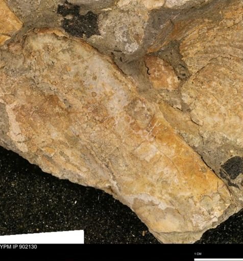 undet. Mollusca