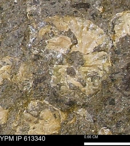 Scaphites sp.