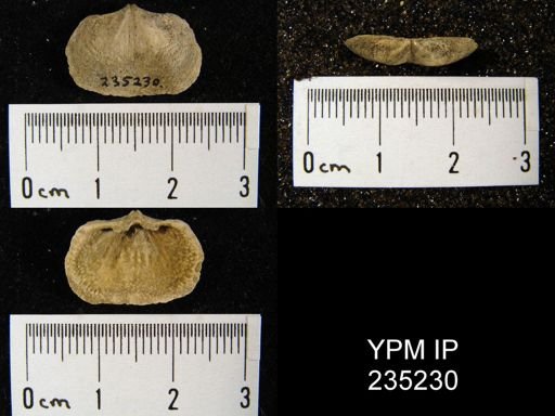 Sulcataria primitiva