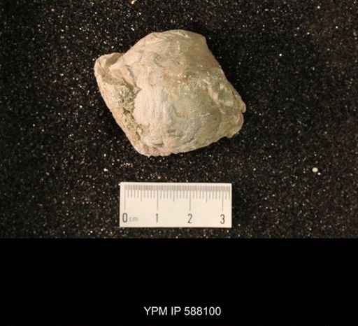 Platystrophia sp.
