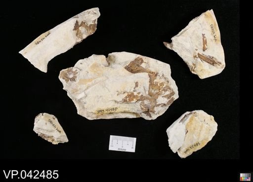 undet. Actinopterygii