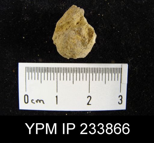 Marginifera wabashensis
