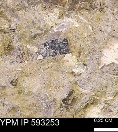 Inoceramus cuneatus