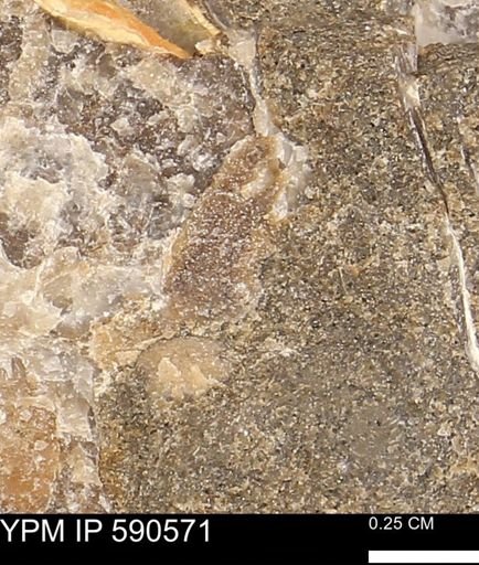 Ostrea translucida?