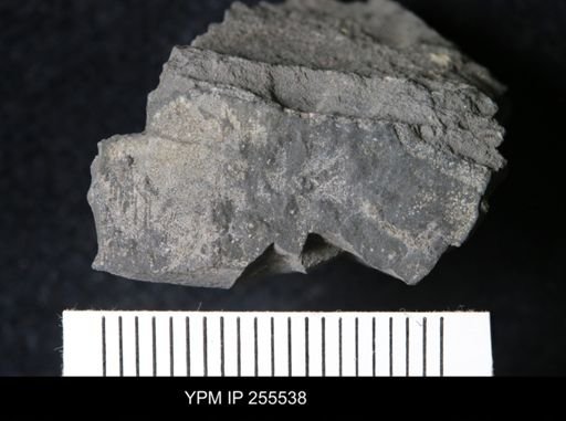 Eurypterida