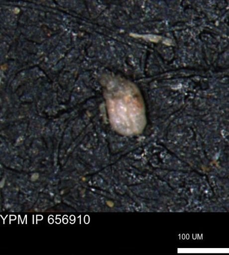 Miliammina inflata