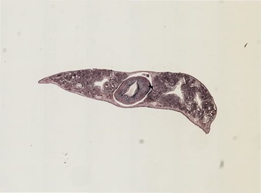 Foviella