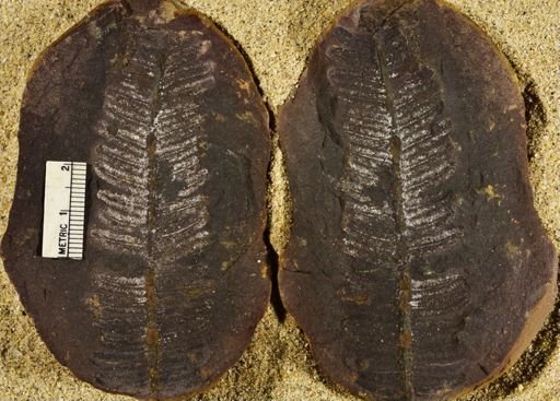 Pecopteris