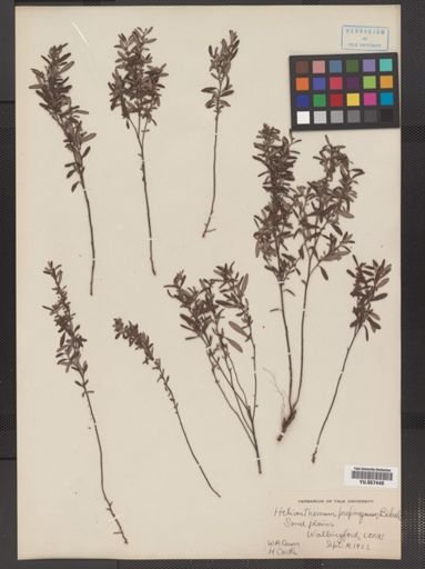 Helianthemum canadense