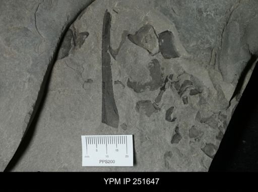 Eurypterus sp.