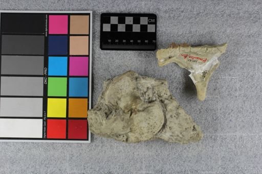 Protoceras nasutus