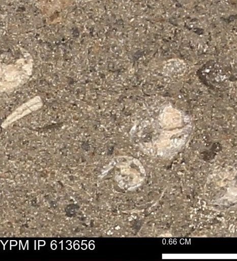 Scaphites sp.