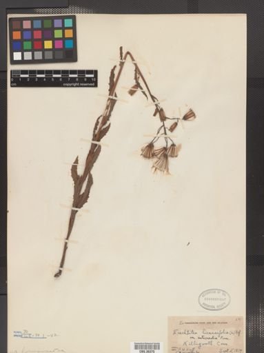 Erechtites hieraciifolia var. intermedius
