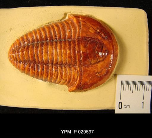 Olenus cataractes