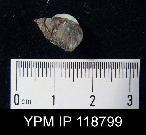 Camarotoechia obtusiplicata