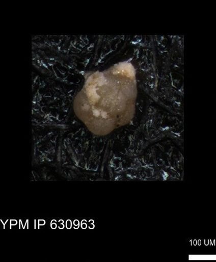 undet. Globigerinina