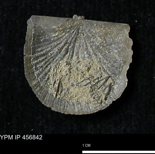 Stropheodonta sp.