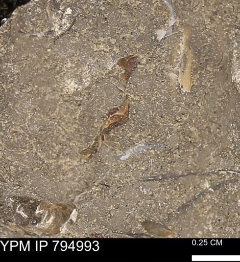 undet. Mollusca