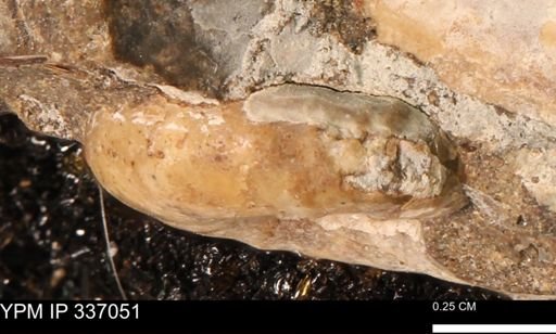 undet. Ammonoidea