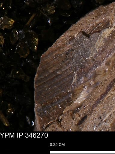 Limopsis striatopunctatus