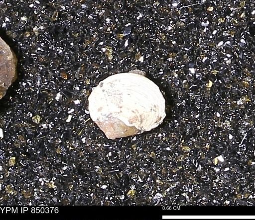 Limopsis striatopunctatus