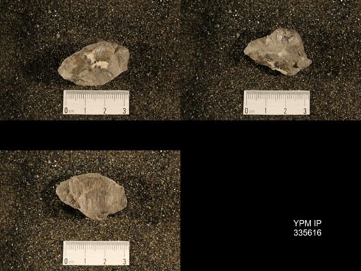 Linoproductus cora
