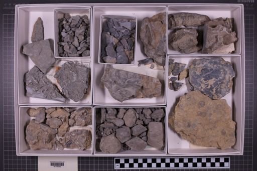 mixed taxa, stratigraphic collection