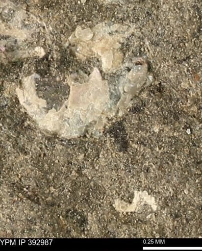 undet. Mollusca