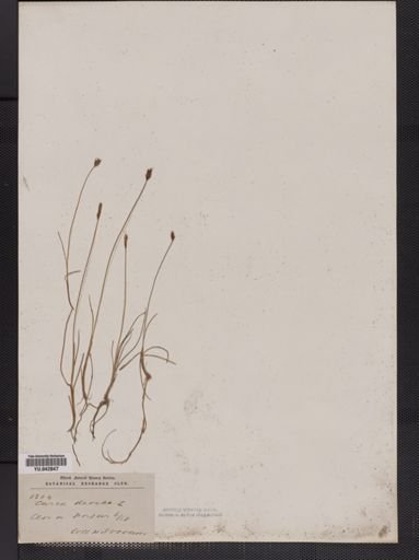 Carex