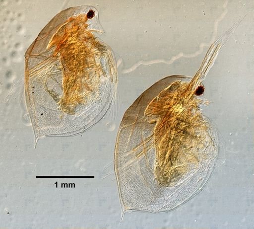 Daphnia
