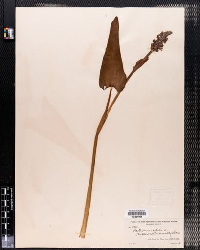 Pontederia cordata