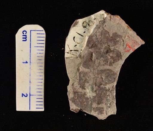 Cladophlebis sp.