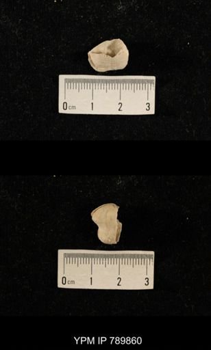 undet. Brachiopoda