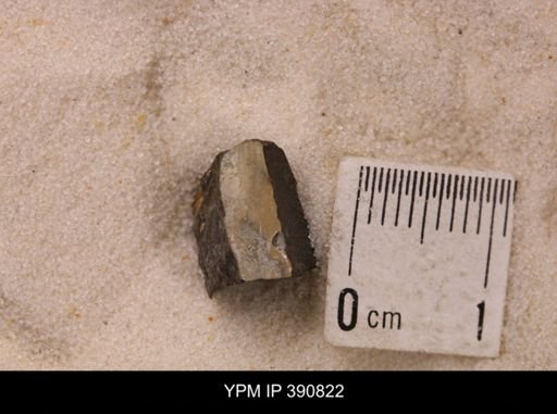 undet. Scaphitidae