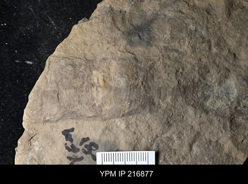 undet. Nautiloidea