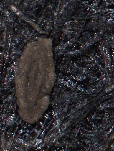 Miliammina manitobensis