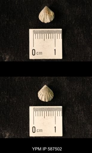 Camarotoechia whitei
