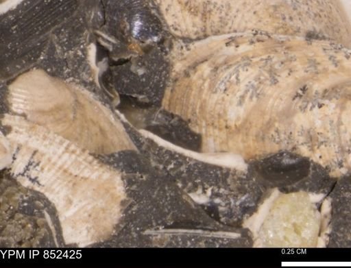 Limopsis striatopunctatus