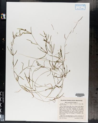 Potamogeton pusillus