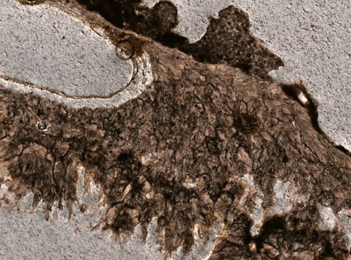Goreauiella auriculata