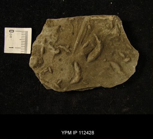 undet. Ichnofossil