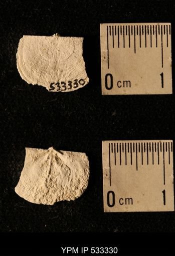 Chonetes illinoisensis