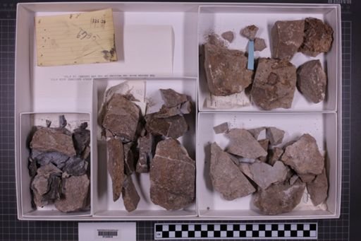mixed taxa, stratigraphic collection