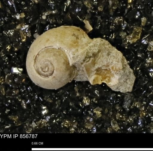 Euspira sp.