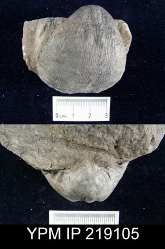 Productus cora