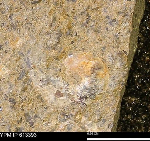 Scaphites sp.