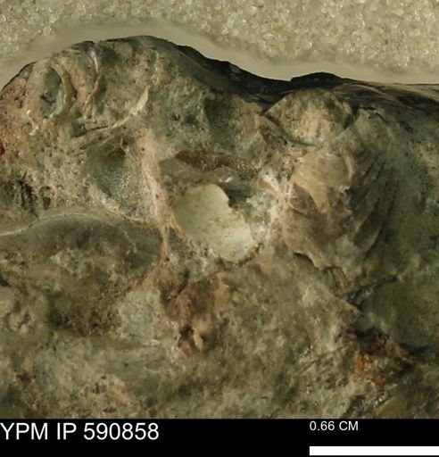 undet. Bivalvia