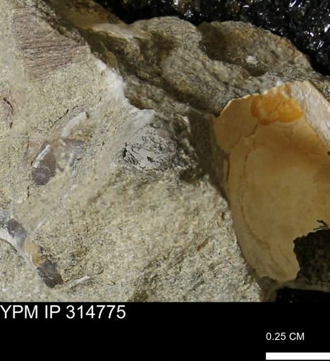 undet. Mollusca