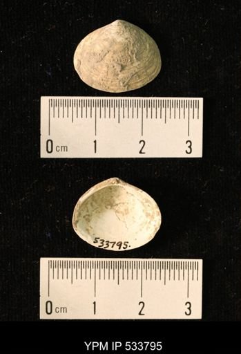 Macoma groenlandica