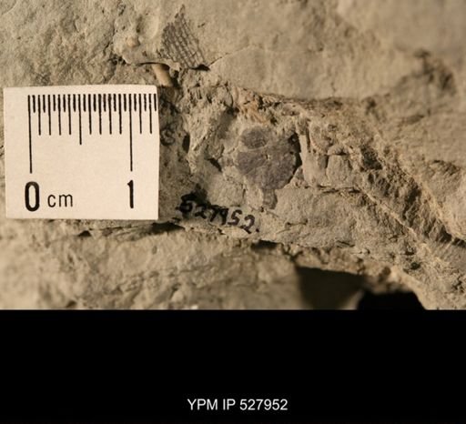 Aganaster gregarius